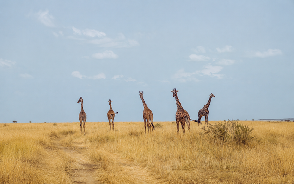 Masai Mara National Reserve